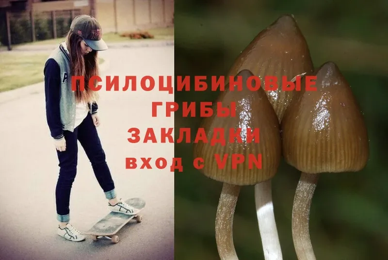 Псилоцибиновые грибы Psilocybe  Краснознаменск 